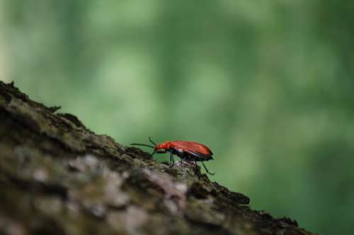 red beetle insect bark tree