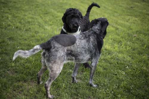 black puppy dogs pet friend