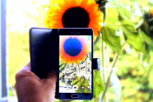 hand capture camera phone sunflower