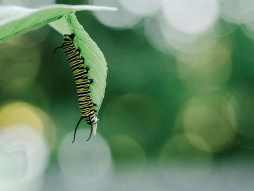 caterpillar insects green leaf nature