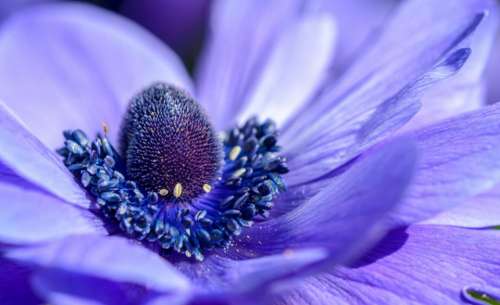 purple petal flower bloom nature
