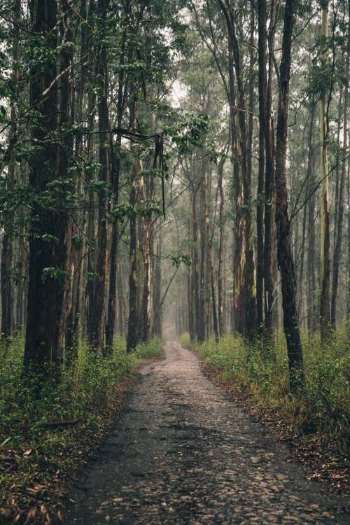 forest hiking path woods nature