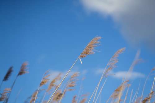 reeds blue sky clouds nature