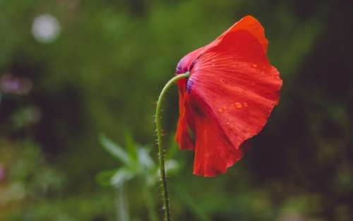 red petal flower nature plant