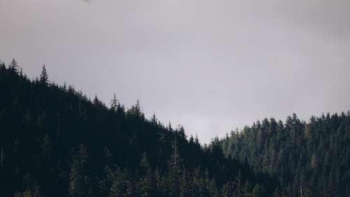 Alaska Mountain range mountains fog treeline