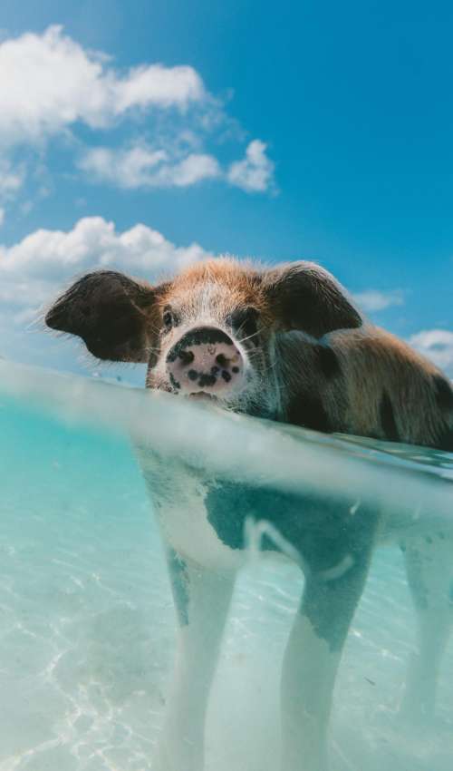 pig animal snout clouds sky