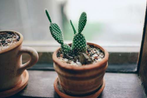 green plants cactus pot window