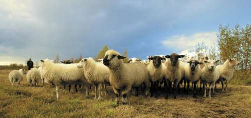 animals sheep ram flock herd