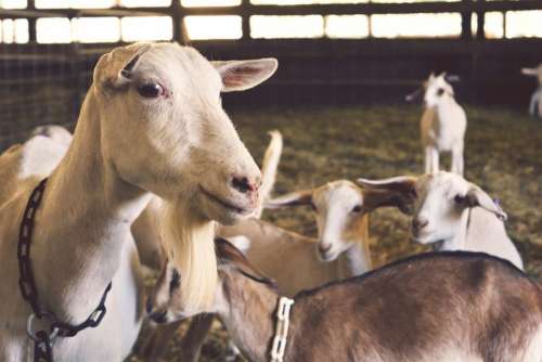 goats animals farm barn