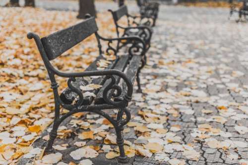 park plaza bench leaf fall