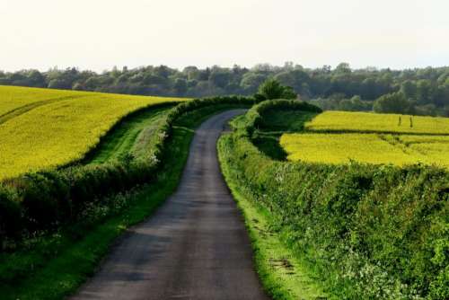rural road countryside pavement green