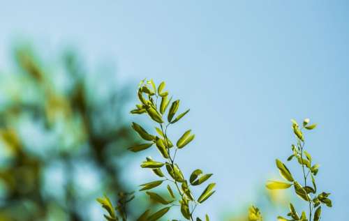 nature plants leaves branches sky