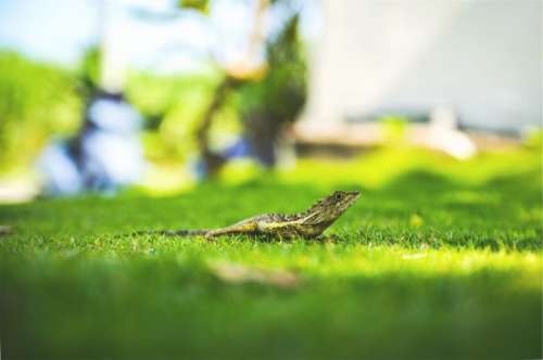 lizard grass