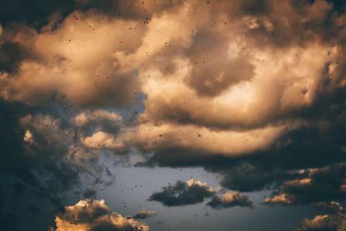 dark sky clouds birds flying