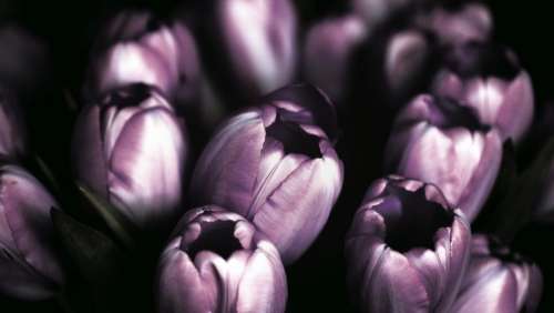 violet tulips flower nature garden