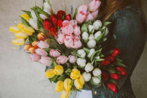 tulips flowers bouquet girl woman