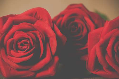 Valentine's Day three red rose close-up