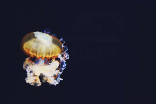 dark colorful light jellyfish aquatic