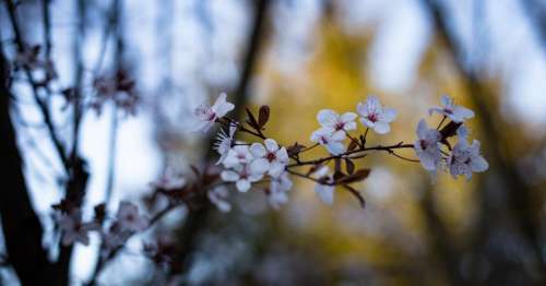 flower blossom nature petal blur