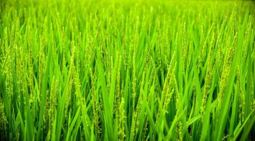 green grass wheat field agriculture