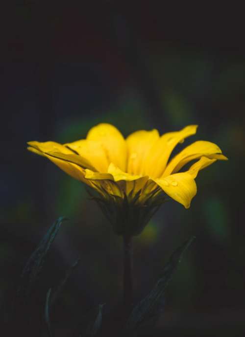 yellow petal flower bloom nature