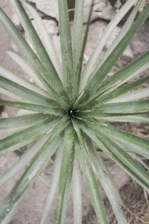 green leaf plant nature outdoor