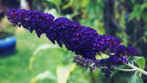 buddlia purple flowers floral garden