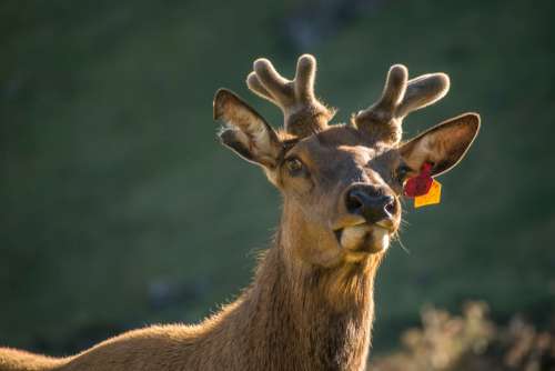 animal reindeer wildlife nature horns