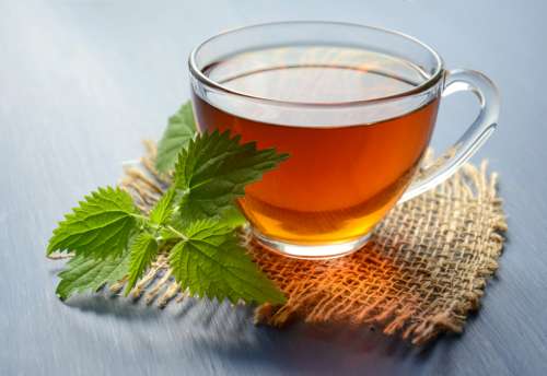 tea herbal tea nettle drink hot