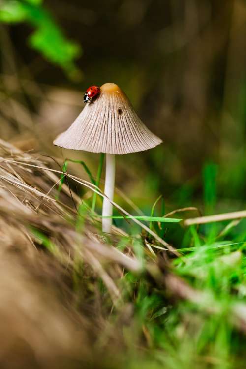 plants nature mushrooms grass insect