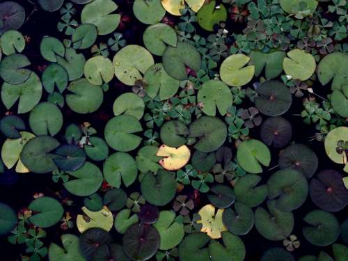lily pads green water pond nature