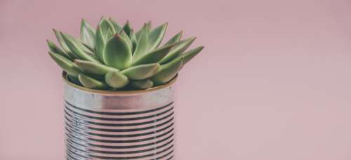 pink house plant cactus green