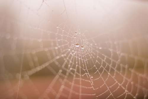 spider web dew raining wet rain drops