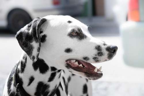 dalmatian dog puppy animal pet