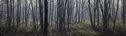 dark trees plant nature leaf