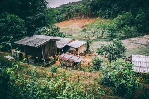 roof houses trees crops plants