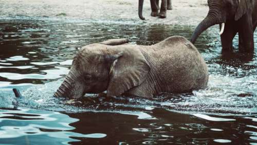 elephants mammal animal water lake