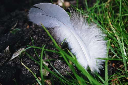feather nature feathers grass