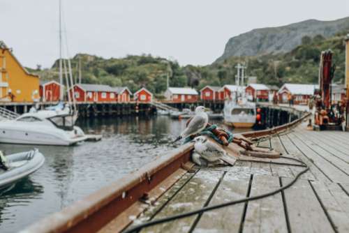 norway fishing village lofoten seagulls