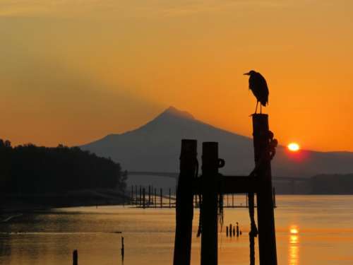 bird orange sunset mountain lake