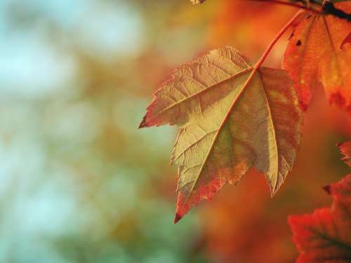 leaf orange nature autumn fall