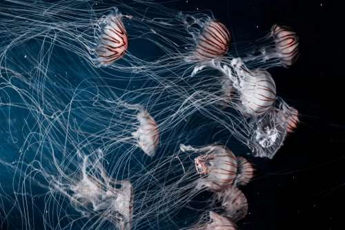 jellyfish aquatic animal ocean underwater