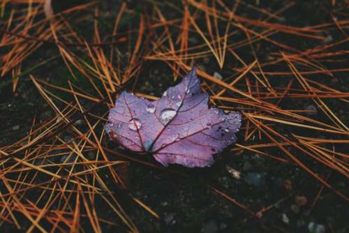 wet leaf purple raindrops outdoor