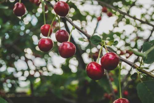 cherries fruits trees branches nature