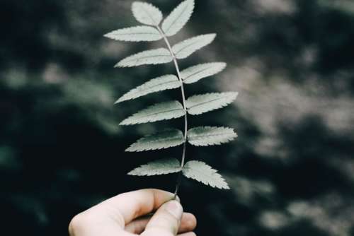 green leaf plant nature blur