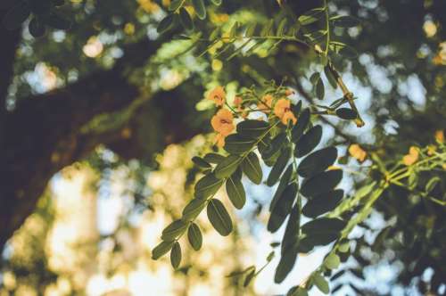 nature leaves green trees bokeh