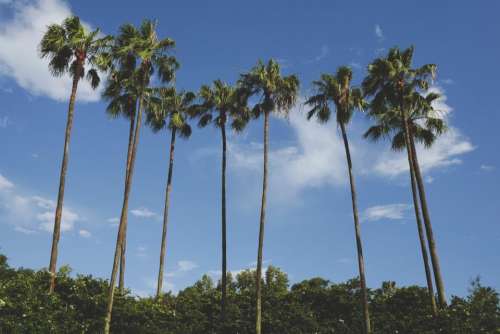 palm trees nature plants blue