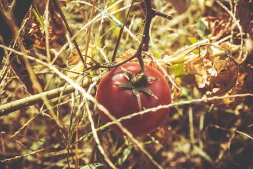 tomato red vegetation plant fresh