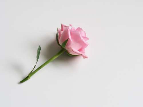 single pink rose stem gree