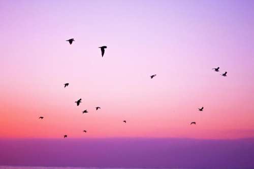 pink purple sky birds flying